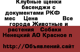 Клубные щенки басенджи с документами РКФ - 2,5 мес. › Цена ­ 20 000 - Все города Животные и растения » Собаки   . Ненецкий АО,Красное п.